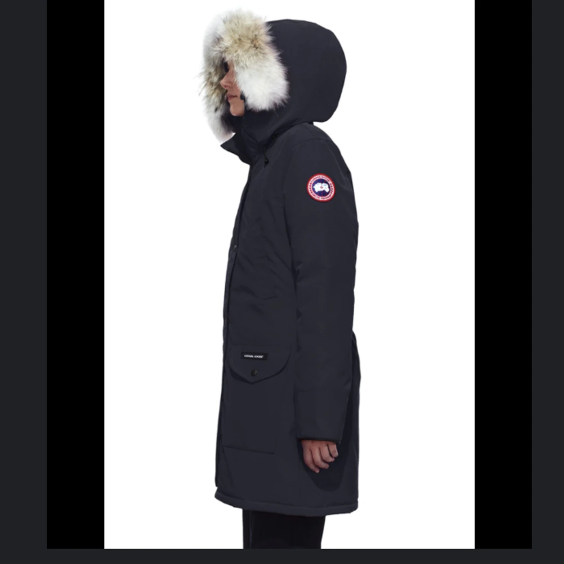 Canada goose - 91