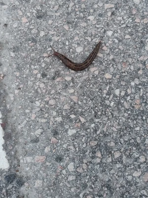 Leopardfläckig snigel - En leopardfläckig snigel med brun kropp och mörka fläckar längs ryggen. Snigeln har en långsmal form och syns tydligt mot den grå asfalten. Perfekt för dig som gillar ovanliga djur eller vill studera naturen på nära håll.