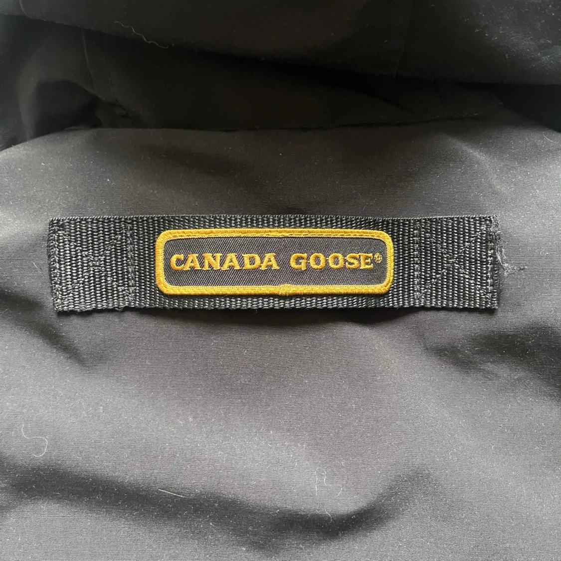 Canada goose longford park.  - 91