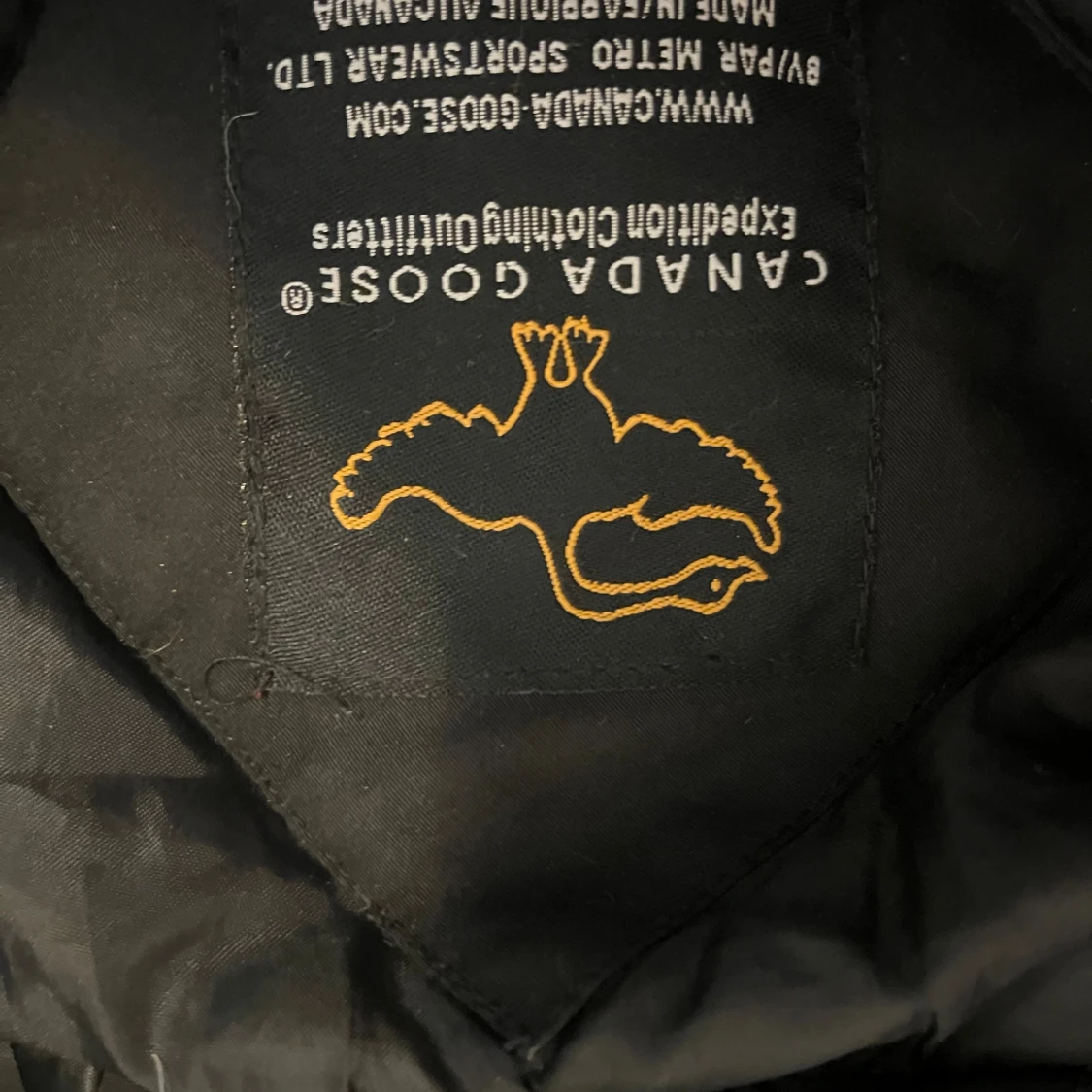  Canada goose  Jack  - 91