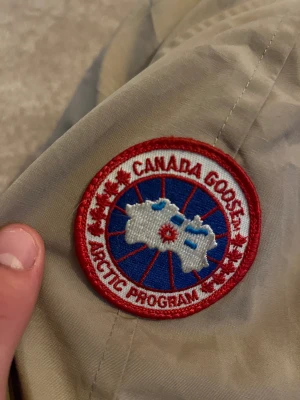 Canda goose  - Skriv för mer storlek s 