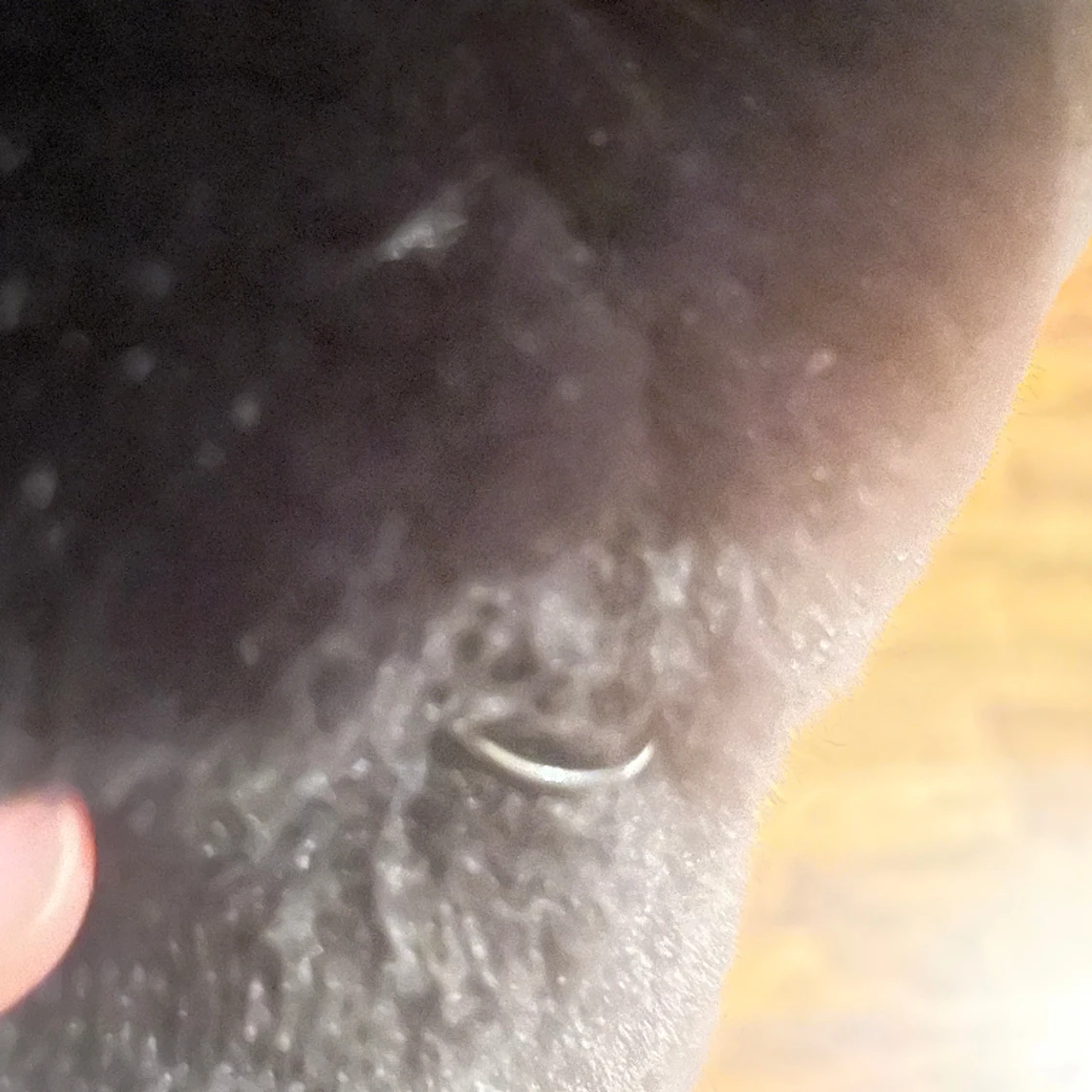 Gosig svart vinterfin kappa från Carin Wester  - 90