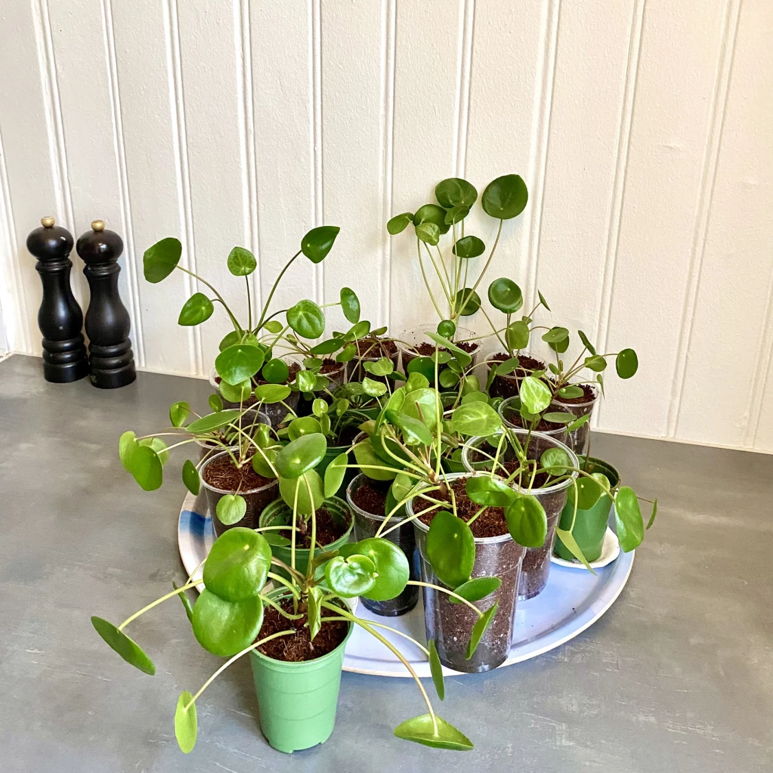 Elefantöron - sticklingar