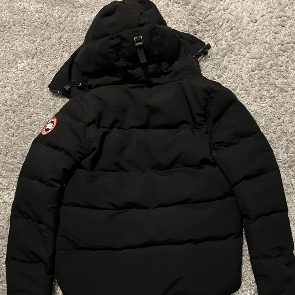 Canada goose  - 90
