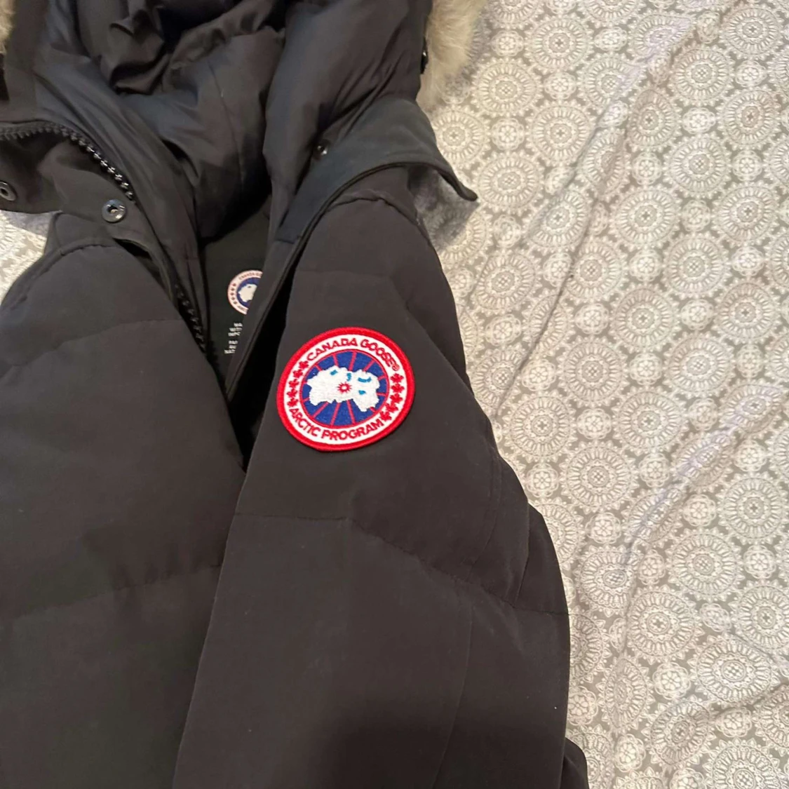 Canada goose  - 91