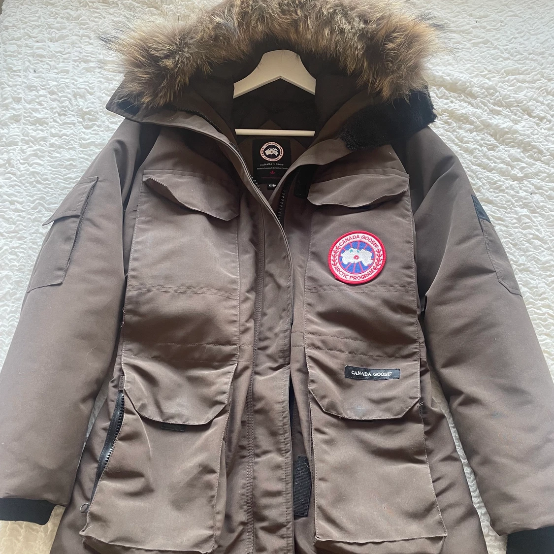 Canada goose 