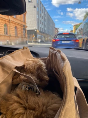 Tadazhi hundväska  - Så fin hundväska från Tadazhi säljes 🤍 Använd bara en gång så skicket är verkligen som nytt! Min hund hann tyvärr växa ur den direkt så därför säljer jag vidare den 🥹  Nypris är 1011 kr. Prislappen finns inte kvar men väskan är i superfint skick utan anmärkningar. Måtten är 30X23X23