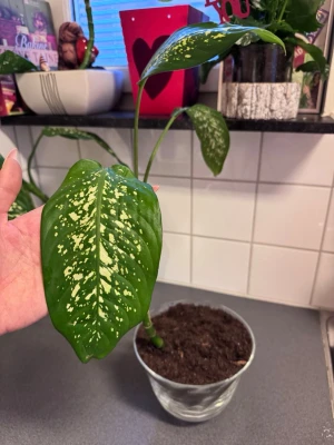 Grönprickig krukväxt i glasvas - Säljer en snygg grön krukväxt med stora blad som har ljusa, nästan vita prickar och mönster. Växten står i en genomskinlig glasvas med jord och har flera långa stjälkar. Perfekt som inredningsdetalj för att liva upp rummet.