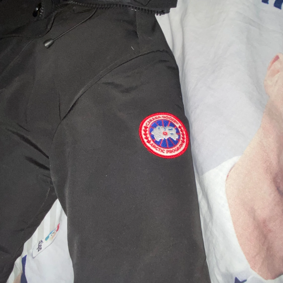 Canada goose  - 91