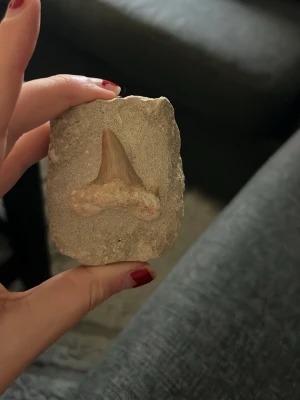 Fossil hajtand Otodus obliquus - Unik fossil av hajtand inbäddad i ett beige stenblock. Tandens spets är ljusbrun och stenen har en naturlig, ojämn form. Perfekt för dig som gillar fossil, samlarprylar eller vill ha en cool inredningsdetalj.