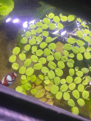 Salvinia minima - Säljer en portion av den akvatiska flytväxten Salvinia. Växten har små, runda, ljusgröna blad med lätt textur och flyter på vattenytan. Perfekt för akvarium eller damm för att skapa naturlig känsla och ge skugga åt fiskar. Säljer i mindre portioner då växten växer jätte snabbt. Det räcker med lite blad och det kan täcka ytan på ett 60 liters akvarium på en månad.