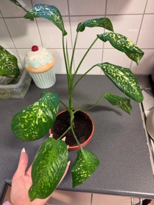 Grönprickig krukväxt Dieffenbachia - Säljer en Dieffenbachia med stora, blanka gröna blad och ljusgula prickar. Växten står i en brun plastkruka med jord och har flera långa stjälkar. Perfekt som dekorativ inomhusväxt för att liva upp rummet.