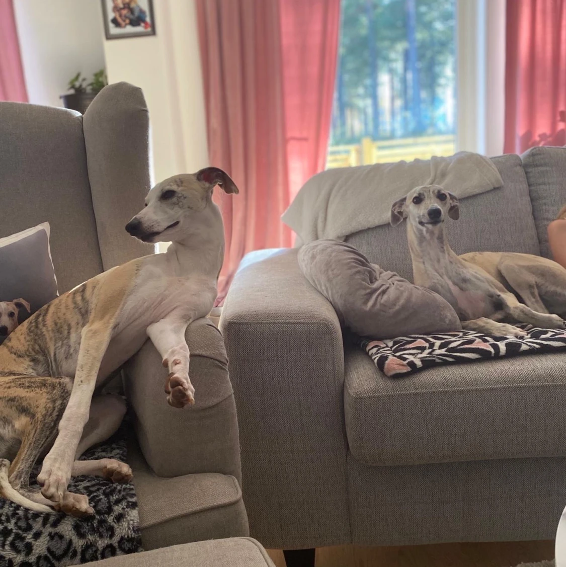 Hej säljer 2 fina hundar