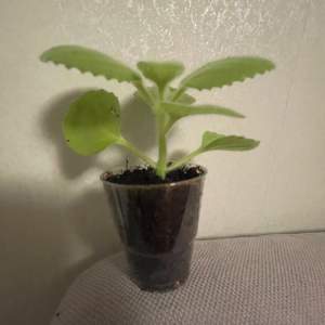 Kryddkarlbergare, Plectranthus amboinicus  Kryddväxt som också kallas kubansk oregano. Kan odlas både som prydnads- och kryddväxt.  Kan odlas året om inomhus som krukväxt. En liten stickling/planta (orotad/rotad) 55kr/st plus porto 
