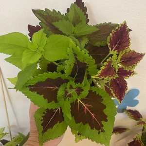 Palettblad, coleus sticklingar 4 styck  - Coleus  Main Street Oxford street,  ColorBlaze Marooned,  Main Street Alligator Alley,  Premium Sun Lime Delight  Fyra sticklingar (rotade) för 120kr plus porto spårbart