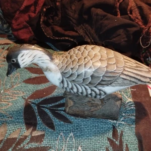 Fåglar - Vackra fåglar