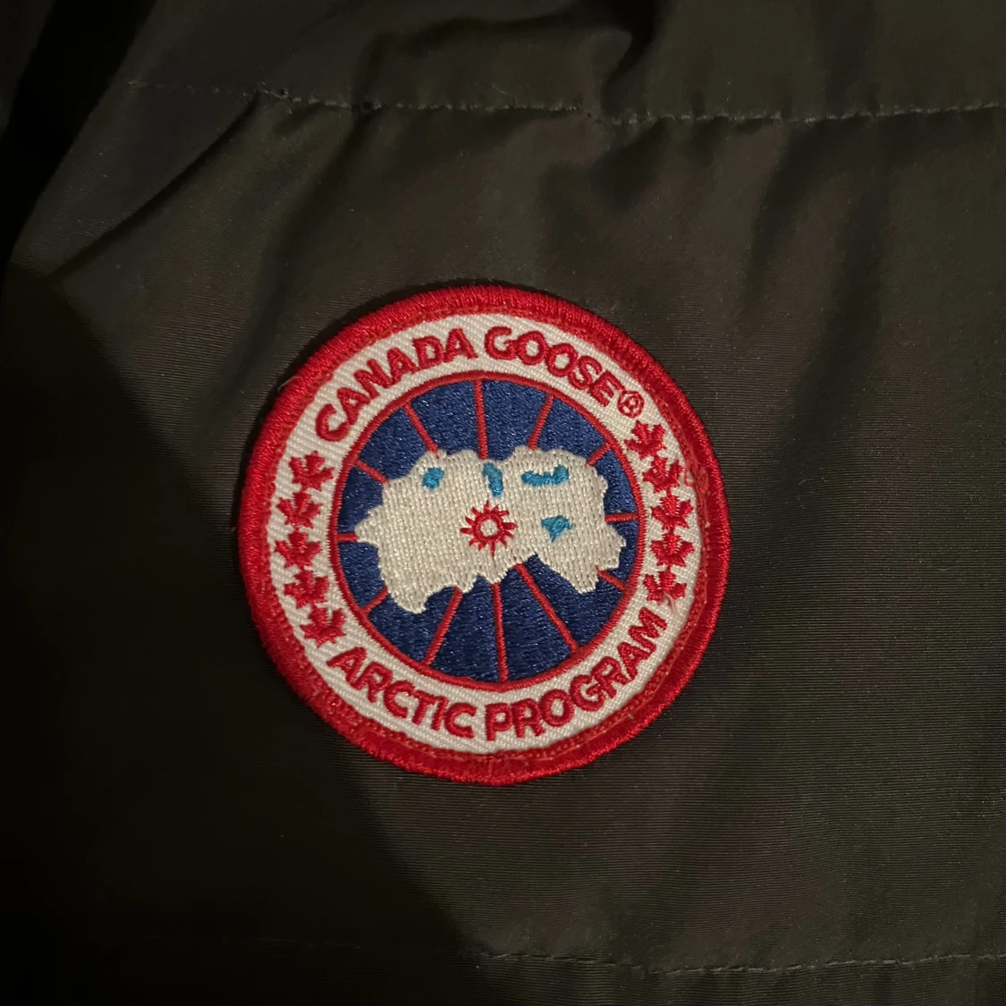 Canada goose  - 2