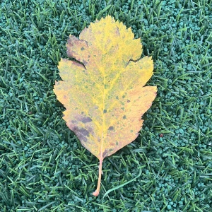 Ebate 360 löv (höst edition) - Som sagt är det en ”Ebate 360 löv (höst edition). Denna är otroligt sällsynt och har flugit sin väg från Japan. Detta fyller din vardag på många fina sätt. Lövet utstrålar glädje och energi. 