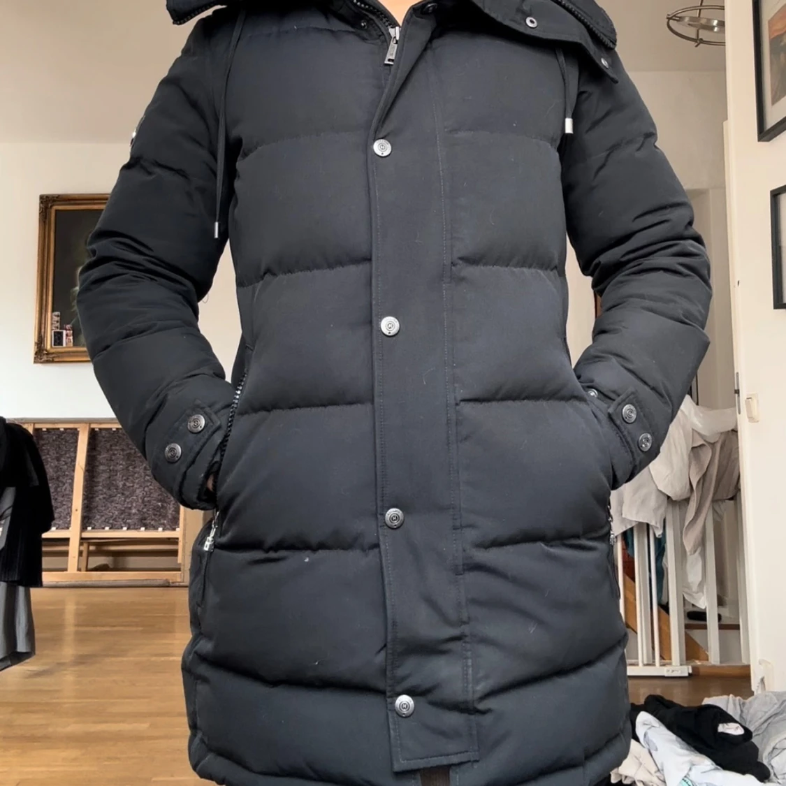 Hollies midnight blue