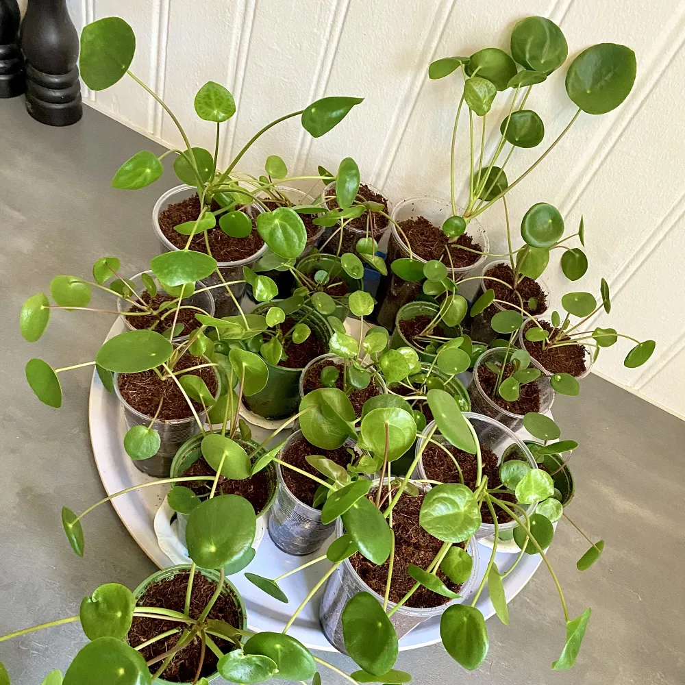 Heej! 🌱  Jag säljer elefantöronsticklingar. De är väldigt lättskötta och växer fort. Detta gör det till en extremt rolig planta att äga!  45kr/st 🤩   Säljer inte moderplantorna! Skicka ett DM till mig så får du adressen och vi bestämmer mötestid😁. Accessoarer.