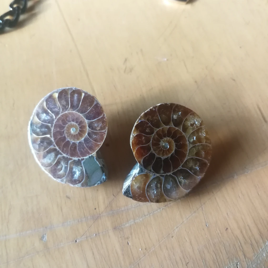 Ammonite fossil örhängen