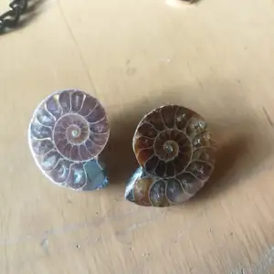 Ammonite fossil örhängen handgjorda utav mig 