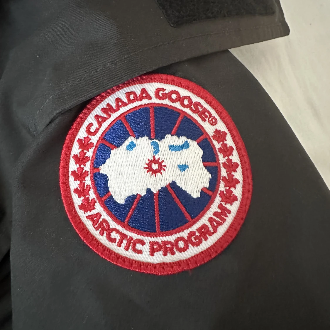 Canada goose - 90