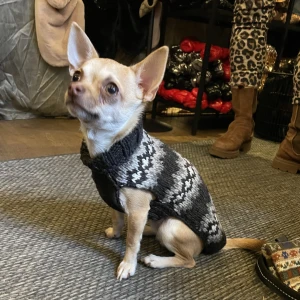 Hundtröja - En supersöt polotröja för en liten hund 🐶. Endast provad men sedan inte kommit till användning. Helt i 100% ull så den värmer gott!  Ca 30 cm i ryggen