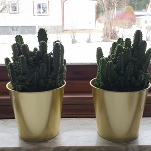 Guldiga krukor - Så fina krukor att ha fake eller riktiga plantor. Ja har kaktusar i som ej medföljer! Köp båda för 80kr. Köp 1 för 50kr. Frakt går på 66kr då ja ej kan skicka dessa i brev utan endast postnord. Kan mötas upp i Karlstad gratis!