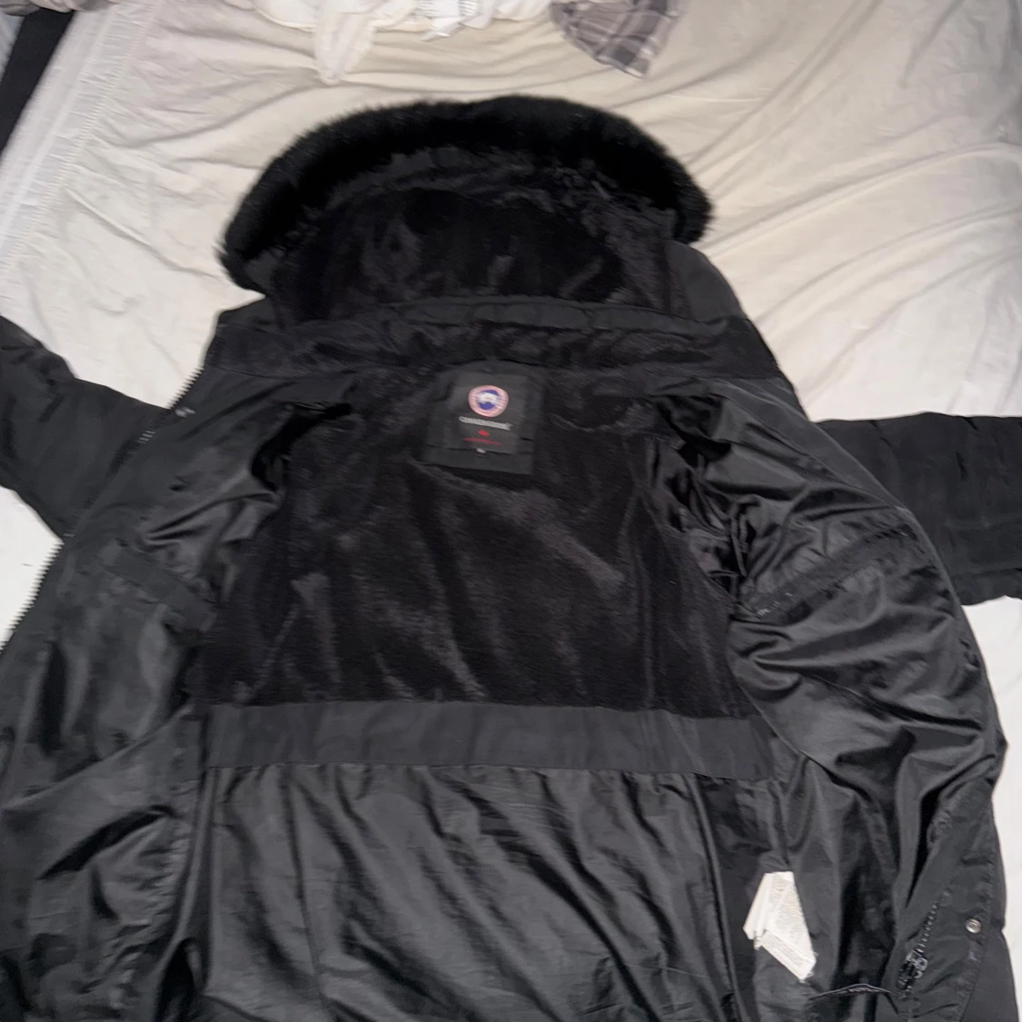 Canada goose - 90