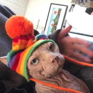 mössa till katt eller hund! - min katt gilla inte denna skit coola mössa😣 helt ny, han har haft på den på två tillfällen i cirka 10 sekunder. 