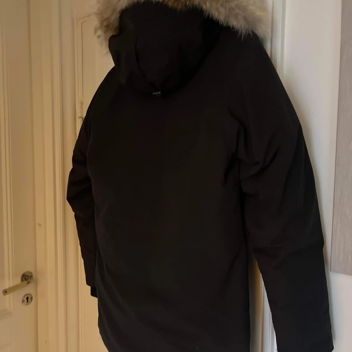 Canada goose longford park.  - 90