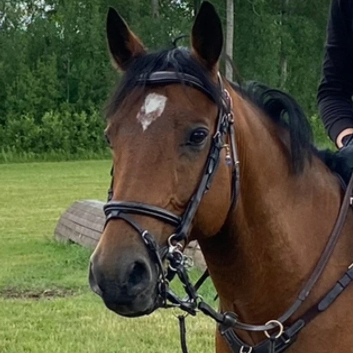 Brunt träns från lippo - 90