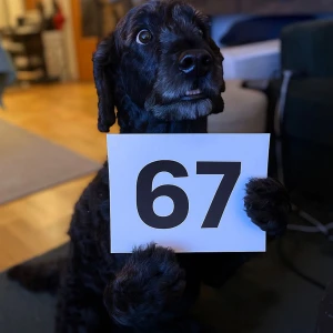 Hund  - 67/10 skick , skickat helst in den i en insta box lägger lite tejp och skriver koden , pris 67kr