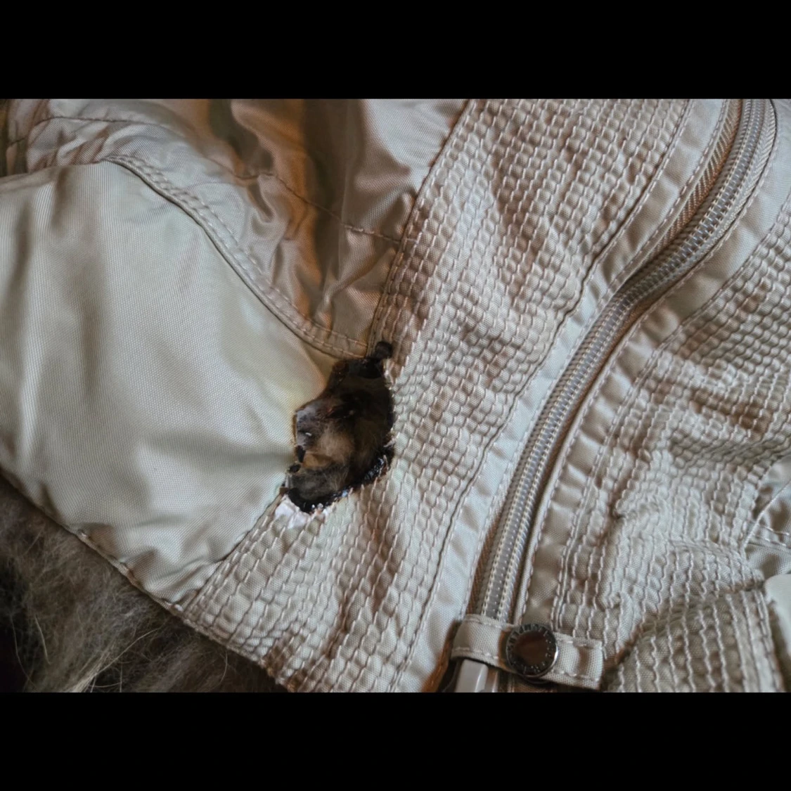 Beige Parajumpers Long Bear dunjacka - 4