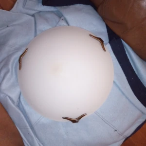 Takplafond vit med glödlampa 33 cm stor . - Takplafond vit med glödlampa 33 cm stor , saknas gör dock sladd. Hämtas i Skene alt skickas o köpare betalar frakten o Swishbetalning tillämpas alt kontant betalning .