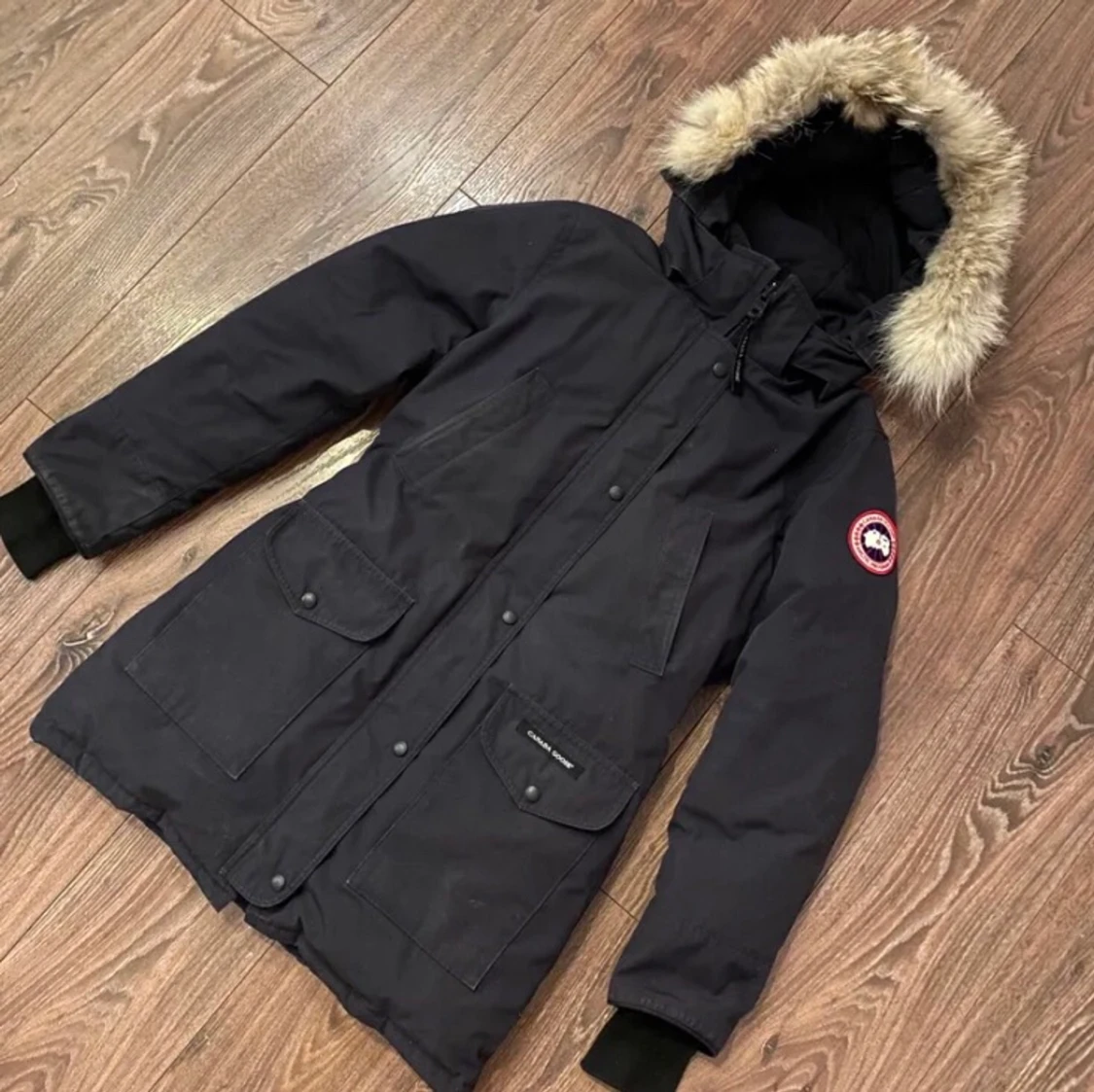 Canada goose