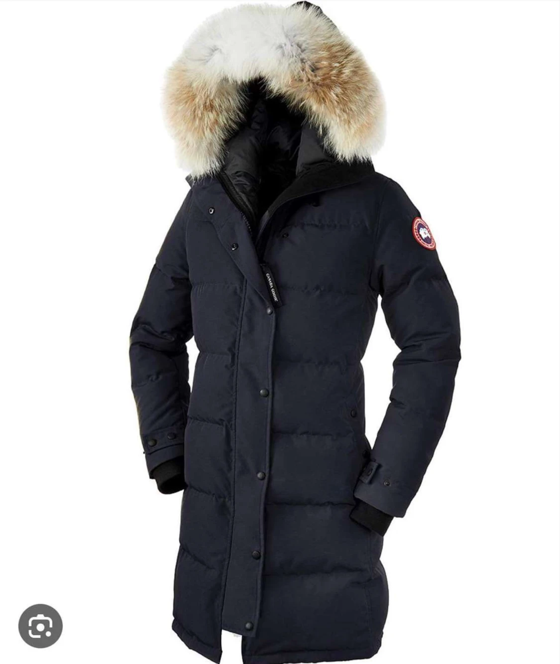 Canada goose 