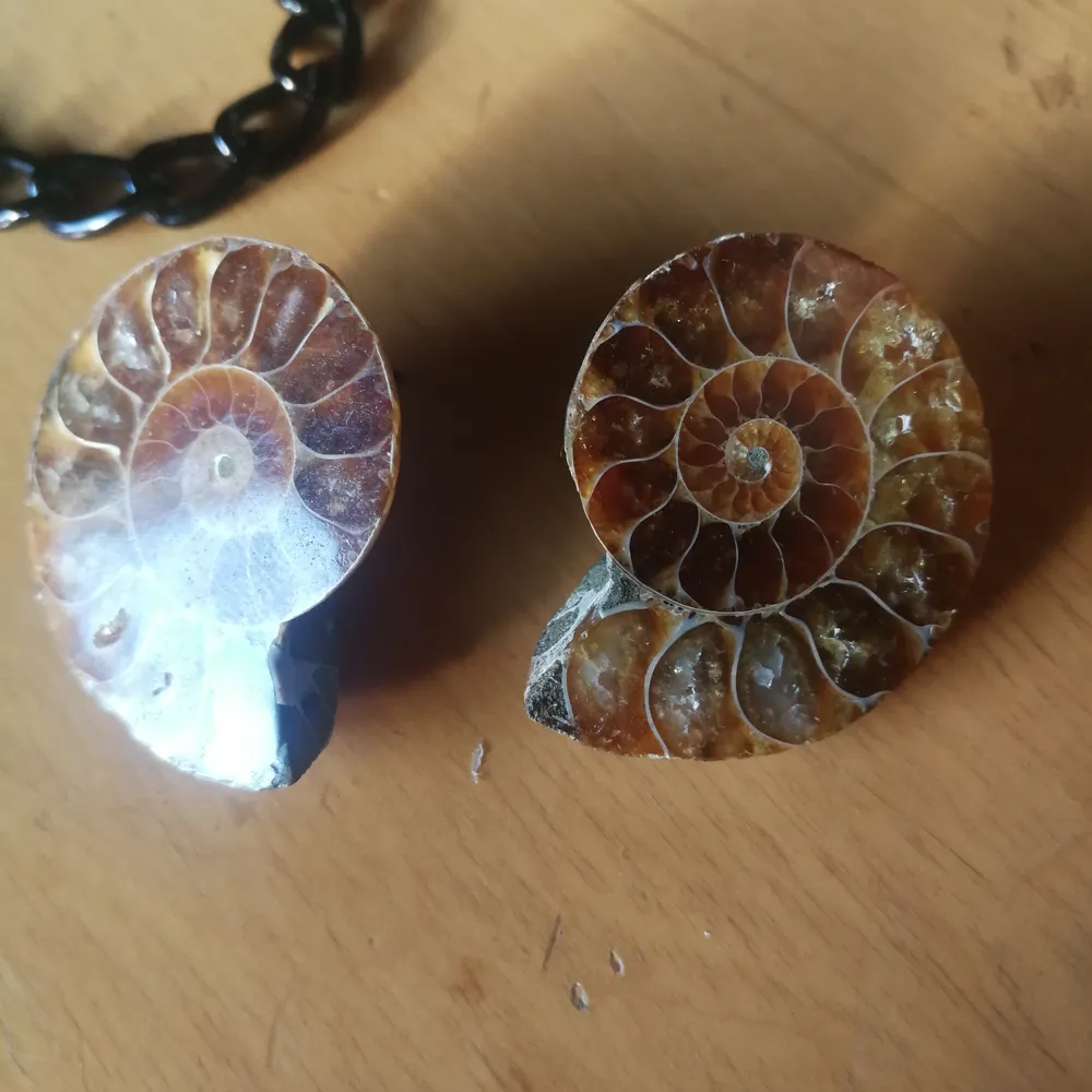 Ammonite fossil örhängen handgjorda utav mig 