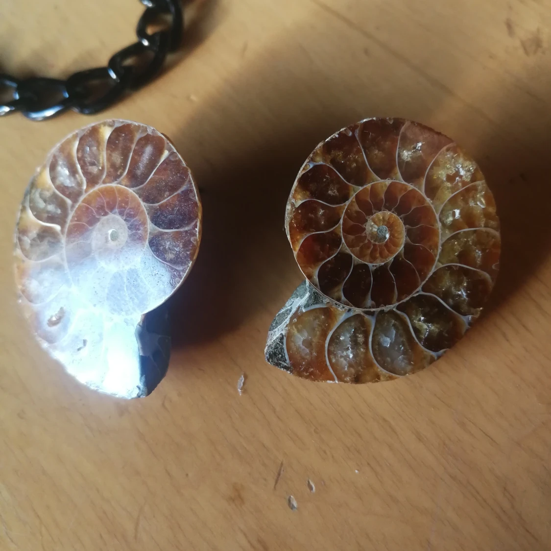 Ammonite fossil örhängen  - 91