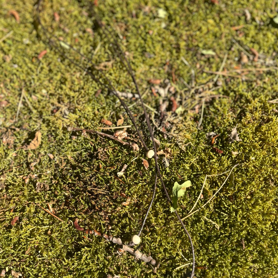 Handgjort halsband av konstläder med träpärlor - 1