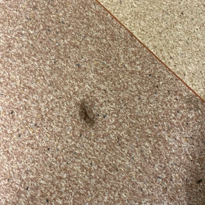 Mystisk hårboll  - En mystiskt hårboll. Vet ej vems det är. Väldig mjuk å len.