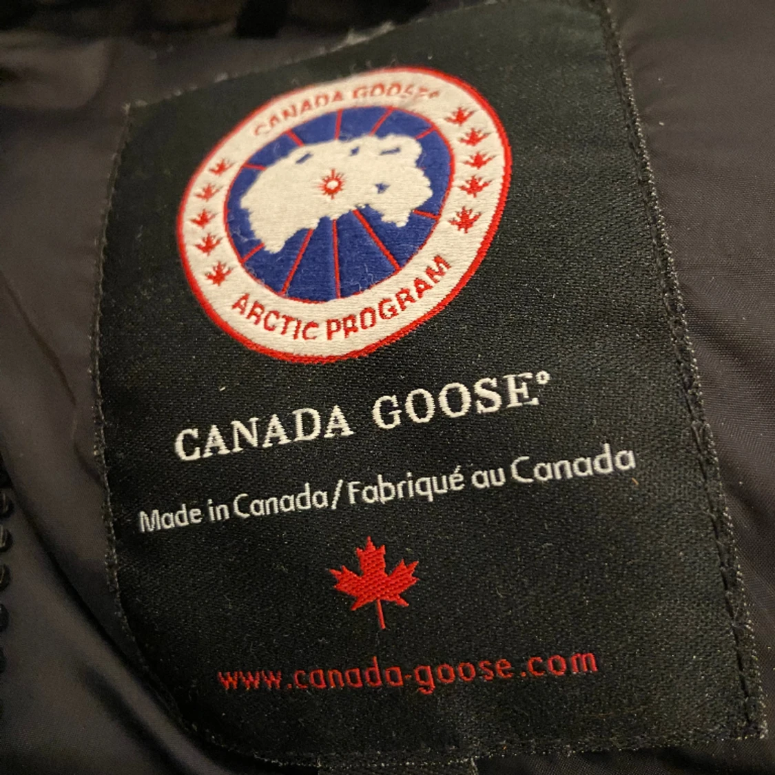 Canada goose