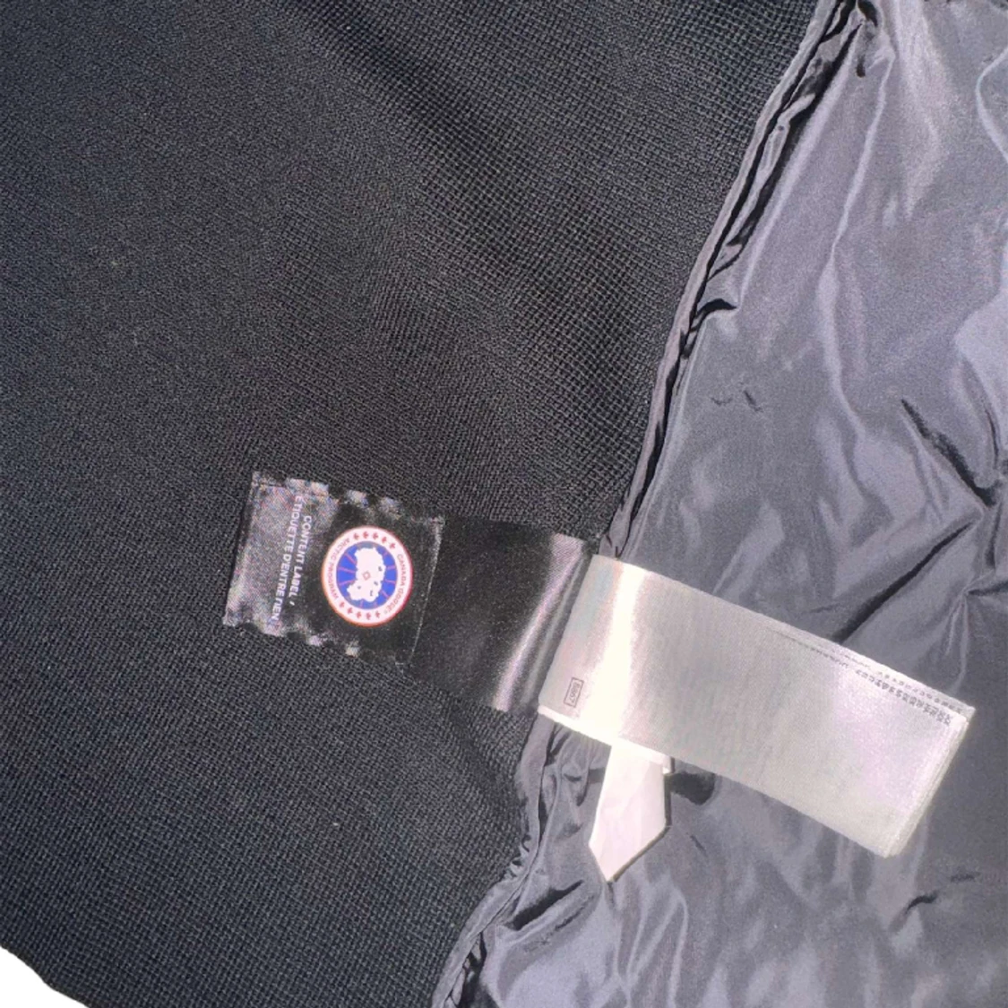 Canada goose  - 91
