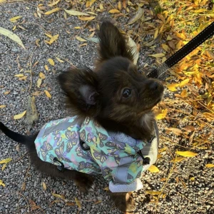 Regn jacka till hund  - Avvänd 3 gånger så i superfint skick 💗storlek 20cm 