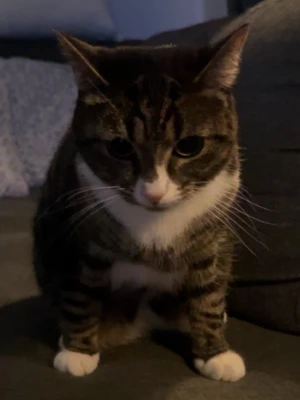 Gråbrun katt med vita tassar - Hon e cp Söt katt med gråbrun tigrerad päls och vita tassar samt vit nos och bröst. Katten har stora öron och tydliga morrhår. Perfekt för dig som gillar djur och vill ha en mysig kompis hemma.