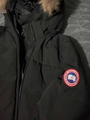 Canada goose - 9-10 sick, behöver pengar och därför de ska säljas 