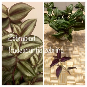 Zebrablad, Tradescantia zebrina - Tradescantia zebrina, Zebrablad. Hängande växtsätt, passar därför i ampel och i hög kruka.  Toppas ofta och kan förökas med topparna.  Lättodlad, väldigt snabbväxande, tacksam växt. En stickling (rotad eller orotad) för 30 kr plus porto 