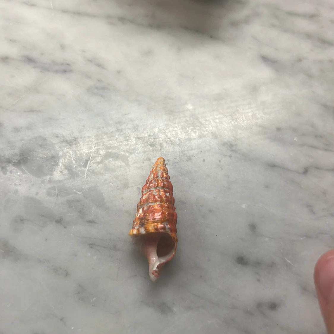 fin orange/gul spiral snäcka❤️🧡💛 - 90