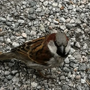 Instagram konto med 30.000 följare  -  Jag säljer instagram konto med 30.000 följare för 2500kr och konto med 10000 följare för 900kr. Jag säljer även följare. 5000 följare för 750kr.